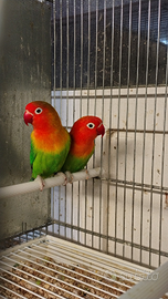 Inseparabili fischer