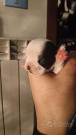 Cuccioli di bulldog francese