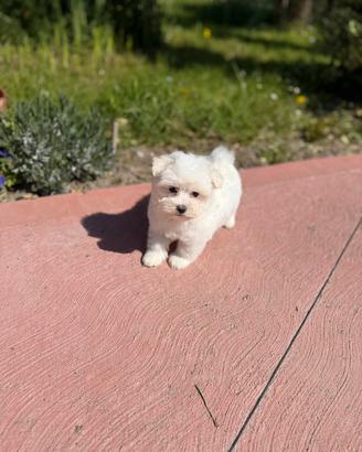 Cuccioli maschio e femmina maltese