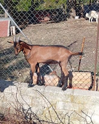 Capretto camosciato delle alpi