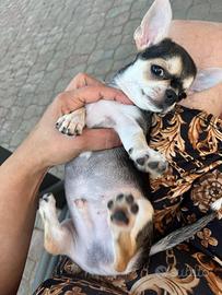 Chihuahua
