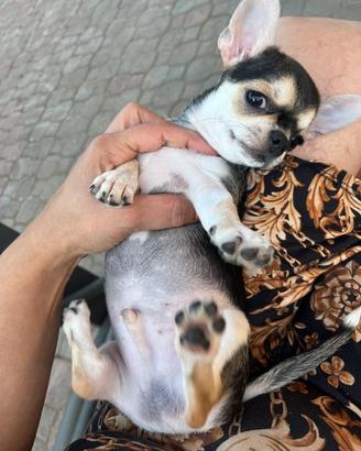 Chihuahua