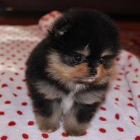 Spitz pomerania mini toy