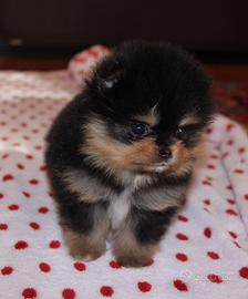 Spitz pomerania mini toy