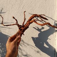 radice Red spider king per acquario 