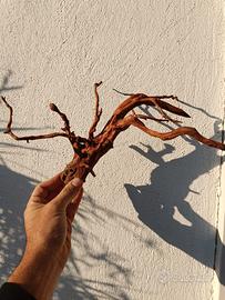 radice Red spider king per acquario 