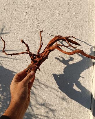 radice Red spider king per acquario 