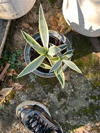 Agave variegata
