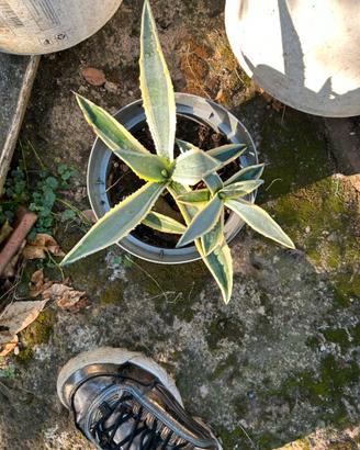 Agave variegata