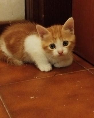 Gattina rossa
