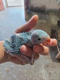 Parrochietti dal collare