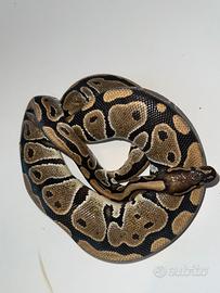 Python
