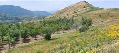Terreno agricolo