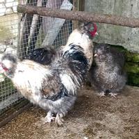 Galline moroseta