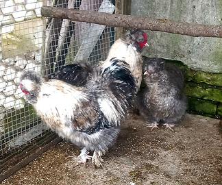 Galline moroseta