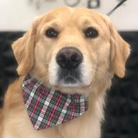 Monta golden retriever