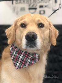 Monta golden retriever