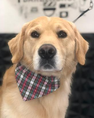 Monta golden retriever