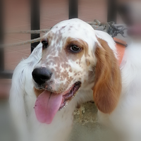 Setter inglese