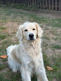 Golden Retriever per monta