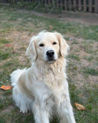 Golden Retriever per monta