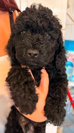 Disponibiliw cucciolo di barboncino