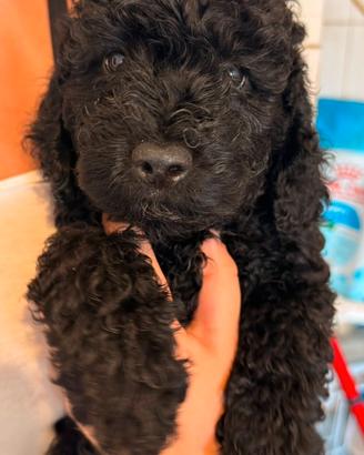 Disponibiliw cucciolo di barboncino