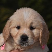 Cucciola golden retriever