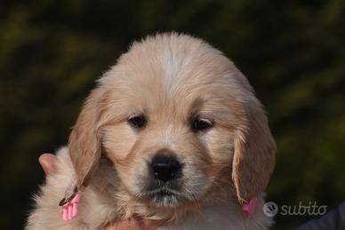 Cucciola golden retriever