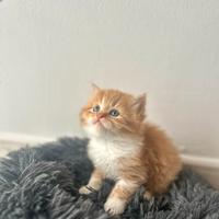 Cucciolo di Persiano Doll Face