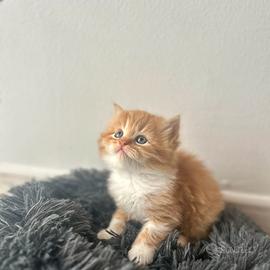 Cucciolo di Persiano Doll Face