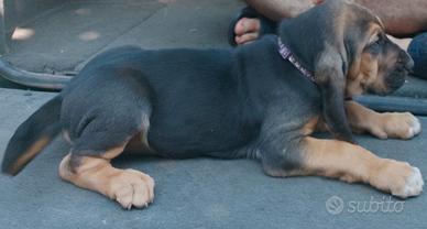 Cuccioli Bloodhound cane Sant'Uberto