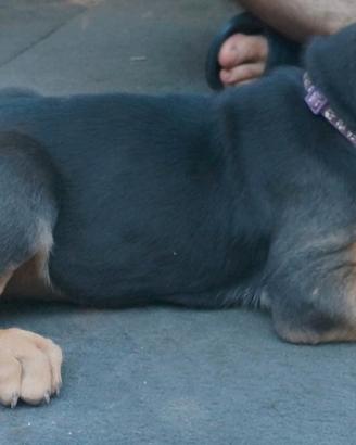Cuccioli Bloodhound cane Sant'Uberto