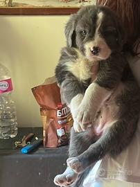 Mix border collie