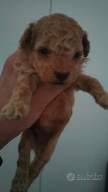 Barboncini M miele e albicocca