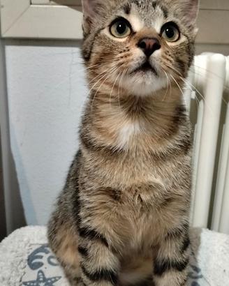 Gattino shiro tigrato