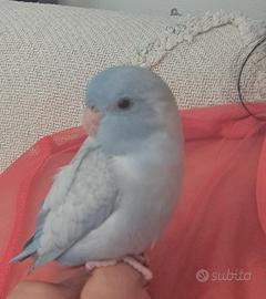 Pappagallo forpus abituato a mano. 2 mesi