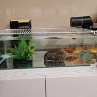 Acquario terrario pesci rossi tartaruga
