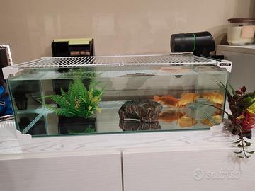 Acquario terrario pesci rossi tartaruga