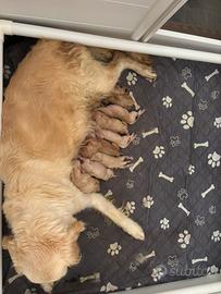 Cuccioli di Golden Retriever