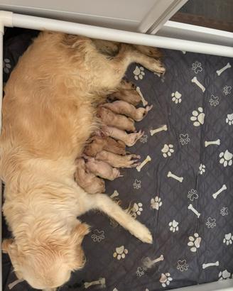 Cuccioli di Golden Retriever