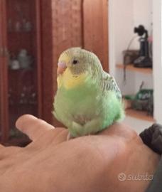 Pappagallini