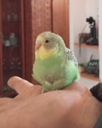 Pappagallini