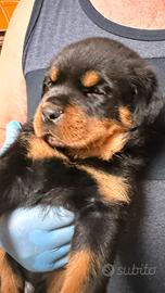 Rottweiler