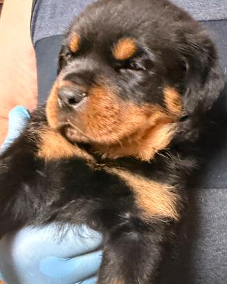 Rottweiler