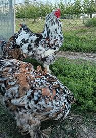 Coppia Brahma millefiori