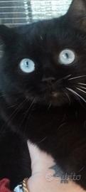 Gattina British shorthar nera