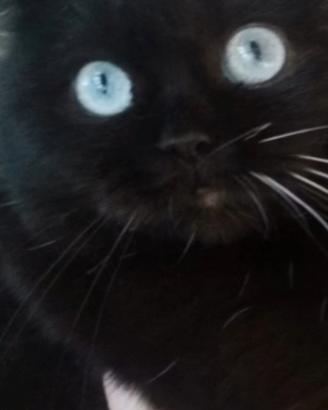 Gattina British shorthar nera