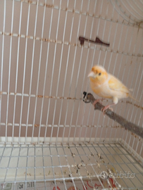 Canarina femmina 2025