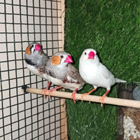 Diamantino mandarino e diamantino coda lunga